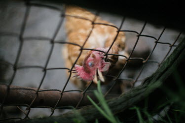 A chicken sticks its head through the wire fence in order to eat grass growing on the Carmona family farm.