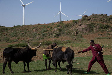 A man yokes cattle near the turbines of the Ashegoda wind farm, built between 2011 to 2013 by French company Vernet.