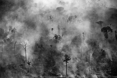 An area of the Amazon rainforest within the Altamira National Forest being burned for cattle grazing. This protected area is part of a region known as the Middle Ground (Terra do Meio), as it lies exa...