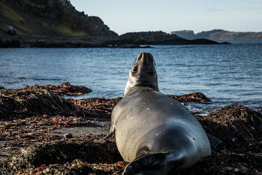 An elephant seal on Barrientos Island, in the South Shetland Islands.  The Greenpeace ship MY Esperanza is on the final leg of the pole to pole voyage from the Arctic to the Antarctic. The almost ye...