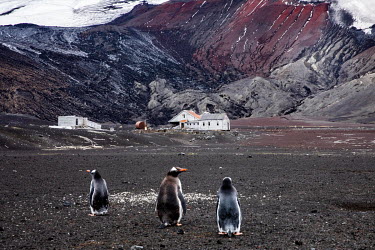 Gentoo penguins on Deception Island, in the South Shetland Islands. In the background are the remains of a whaling station built by Norweigans in the early 20th century. The station was abandoned in 1...