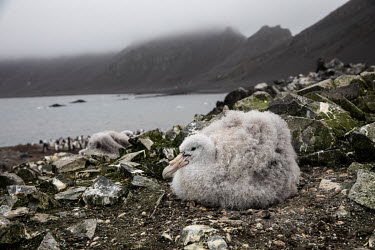 A giant petrel chick, at Hannah Point on the south coast of Livingston Island in the South Shetland Islands.  The Greenpeace ship MY Esperanza is on the final leg of the pole to pole voyage from the...
