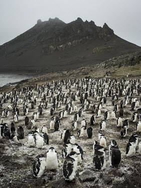 A chinstrap penguin colony at Hannah Point, on the south coast of Livingston Island in the South Shetland Islands.  The Greenpeace ship MY Esperanza is on the final leg of the pole to pole voyage fr...