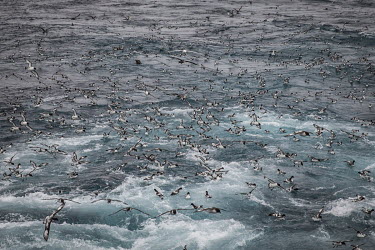 Antarctic petrels feed on krill in the wake of the Antarctic Endurance, a krill fishing vessel operating near the South Orkney Islands.  The Greenpeace ship MY Esperanza is on the final leg of the pol...