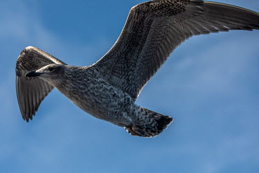 A lesser black-backed gull flies over Barrientos Island, in the South Shetland Islands.  The Greenpeace ship MY Esperanza is on the final leg of the pole to pole voyage from the Arctic to the Antarc...