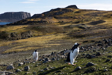 Gentoo penguins on Barrientos Island, in the South Shetland Islands.  The Greenpeace ship MY Esperanza is on the final leg of the pole to pole voyage from the Arctic to the Antarctic. The almost yea...