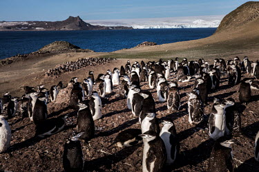 Chinstrap penguins on Barrientos Island, in the South Shetland Islands.  The Greenpeace ship MY Esperanza is on the final leg of the pole to pole voyage from the Arctic to the Antarctic. The almost...