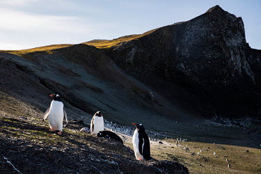 Gentoo penguins on Barrientos Island, in the South Shetland Islands.  The Greenpeace ship MY Esperanza is on the final leg of the pole to pole voyage from the Arctic to the Antarctic. The almost yea...