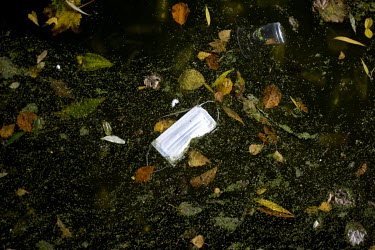 A discarded face mask floats among autumn leaves in the Regents Canal, LB Hackney.