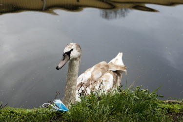 A swan and a discarded face mask beside the Lea Navigation Canal, LB Hackney.