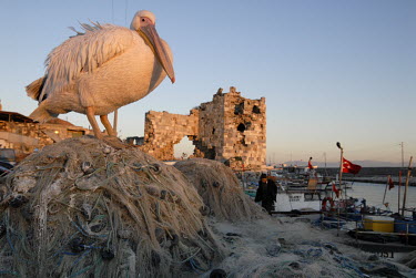 Karip the pelican is the mascot of the fishing town of Yumurtalik. The bird can't fly anymore and stays in town permanently. Pelicans are migrating birds. The fishermen of Yumurtalik blame the oil ter...