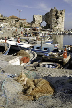 A cat sleeps in a fishing net at the port.