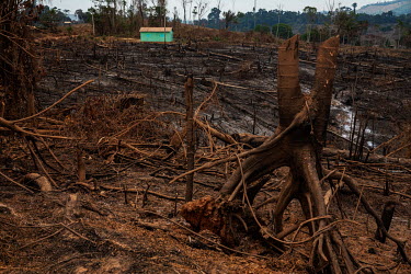 A deforested area near Anapu, one of the municipalities impacted by the Belo Monte hydroelectric dam. With the end of the construction, many workers who had migrated to the region ended up staying in...