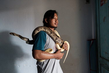 Snake enthusiast, Mohammed Nur Chosim (32) with his pet pythons at his home in Kediri. Chosim was bitten on the hand by a friend's spitting cobra during a handling accident at a carnival in 2017. He s...