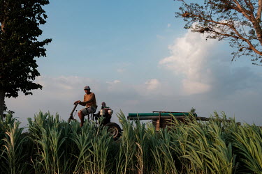 A man tows a trailor loaded with irrigation equipment on a road between cornfields on the outskirts of Kediri. Field and forest workers in places like this are susceptible to snakebite, as according t...