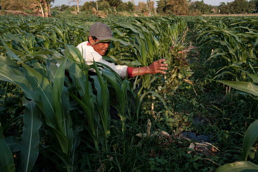 Farmer, Amiono, working in a cornfield on the outskirts of Kediri. Field and forest workers in places like this are susceptible to snakebite, as according to Indonesian snakebite expert, Dr. Tri 'Dr....