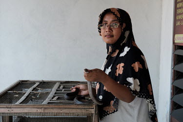 Nanik Sugiarti holding a spitting cobra at her family's home. Her father-in-law, Samijan, is a traditional healer who specialises in herbal potions that feature cobra blood, bile and spinal cord among...