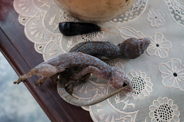 Dried tokay geckos and a python gallbladder at the home of Samijan, a traditional healer. Samijan specialises in snake potions containing snake blood, bile and spinal cord, as well as dried and ground...