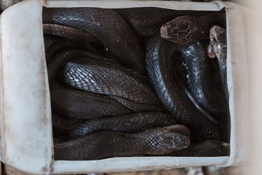 A tangle of spitting cobras in a water container in their cage at the home of Samijan, a traditional healer who specialises in herbal potions that feature snake blood, bile and spinal cord.