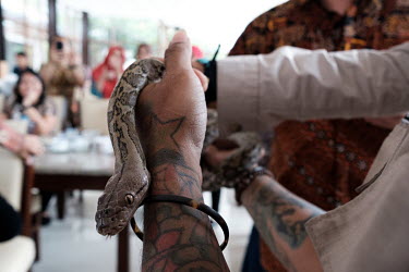 A python (a non-venomous constrictor) on display at a snakebite envenomation presentation for medical professionals by Indonesian snakebite expert, Dr. Tri 'Dr. Maha' Maharani. Snakes were brought by...