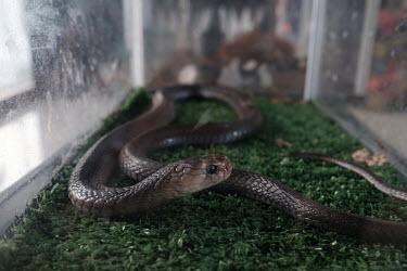 A spitting cobra on display at a snakebite envenomation presentation for medical professionals by Indonesian snakebite expert, Dr. Tri 'Dr. Maha' Maharani. Snakes were brought by members of MARET (Mam...