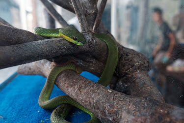 A white-lipped green pit viper belonging to a member of EXALOS (Exotic Animal Lovers), a group of enthusiasts who catch, rehabilitate and release snakes found in people's homes, and who do community e...