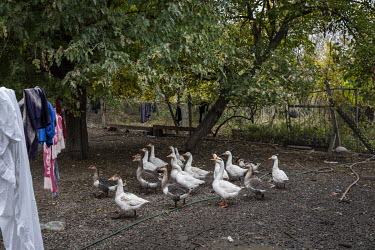 A flock of geese belonging to the Sveta Bayramova and Fikret Mamedov in the frontline village of Ciraqli. For almost 30 years their house sat less than a few hundred metres away from the Armenian fron...