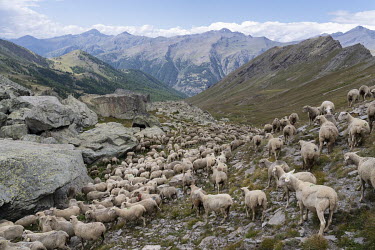 A herd of sheep near Montagne d'Urine in Le Queyras National Park in the French Alps.