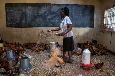 A woamn feeds chickens in an empty classroom being used as a barn while the school is closed due to the coronavirus pandemic.