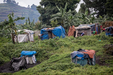 Shelters made from plastic sheeting and wood housing members of the Batwa (pygmy) people. Until 1992 the Batwa people lived in the forests of Western Uganda but they had to make way for the mountain g...