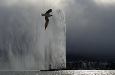 A seagull flies near the Jet d'eau water feature on Lake Geneva, as a storm approaches.