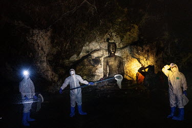 A team of researchers use nets to catch bats at the Khao Chong Pran Cave near Buddha statues.A team of researchers consisting of scientists, ecologists, and officers from Thailand's National Park Depa...
