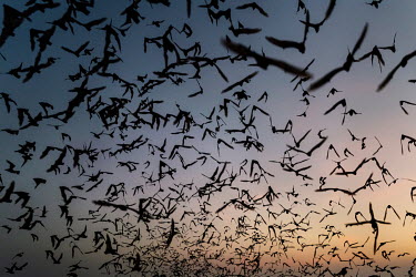 Bats fly out of the Khao Chong Pran Cave at dusk.A team of researchers consisting of scientists, ecologists, and officers from Thailand's National Park Department have been conducting bat sampling col...