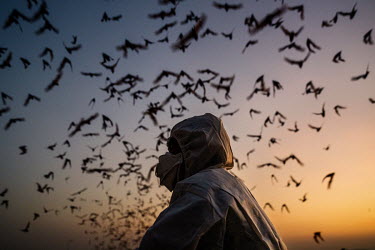 A team of researchers catch bats as they fly out of the Khao Chong Pran Cave at dusk.A team of researchers consisting of scientists, ecologists, and officers from Thailand's National Park Department h...