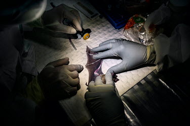 A team of ecologists and ecology students from Kasetsart University collect tissue samples from a wrinkle-lipped free-tailed bat at an on-site lab near the Khao Chong Pran Cave.A team of researchers c...