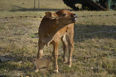 A calf grazes in a field that was formerly a mine field on Xiao (Little) Kinmen Island.  Following the retreat of Chiang Kai-shek's nationalist Kuomintang (KMT) forces to Taiwan (Formosa) at the end o...