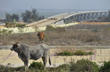 Cattle graze near the off-ramp of a soon-to-be completed road bridge that will connect Kinmen's main island with Xiao (Little) Kinmen Island, just a mile or two from the Chinese mainland.   Followin...