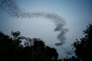 Millions of bats fly out of the Khao Chong Pran Cave at dusk.A team of researchers consisting of scientists, ecologists, and officers from Thailand's National Park Department have been conducting bat...