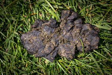 A cow pat in a field in the Peak District.