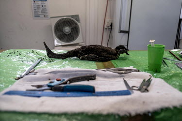 The body of an endangered Cape cormorant chick lies on the necropsy table at the morgue at SANCCOB (Southern African Foundation for the Conservation of Coastal Birds) seabird hospital. The bird was on...