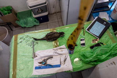 The body of an endangered Cape cormorant chick lies on the necropsy table at the morgue at SANCCOB (Southern African Foundation for the Conservation of Coastal Birds) seabird hospital. The bird was on...