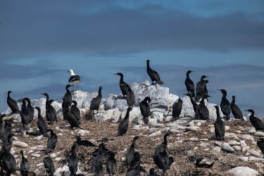 A colony of endangered Cape cormorants (Phalacrocorax capensis) on Dyer Island.