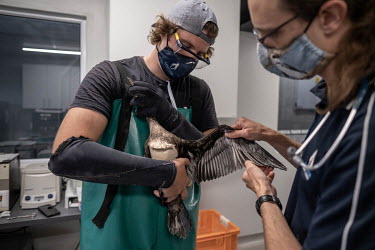 Vet David Roberts examines a Cape cormorant (Phalacrocorax capensis) with an injured wing at the SANCCOB (Southern African Foundation for the Conservation of Coastal Birds) seabird hospital.