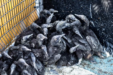 Cape Cormorant chicks abandoned by their parents on Robben Island sit in a pen at SANCCOB (Southern African Foundation for the Conservation of Coastal Birds) seabird hospital, where they are being hel...
