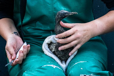 A SANCCOB (Southern African Foundation for the Conservation of Coastal Birds) volunteer feeds sardines to a Cape cormorant chick rescued from Robben Island after it was abandoned by its parents, likel...