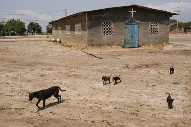 A bitch and her puppies outside a church building in Midie, a small village on the edge of the 'Yomo', the area traditionally held to be the spiritual heart of the salt-rich Songor Lagoon. Locals make...