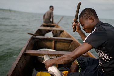 Vincent Oletey stunning a fish with a club during a fishing trip on Lake Volta.  Boat crew Vincent (14) and his brother Noah Oletey (12) spend up to six nights a week working on fishing canoes on Lake...
