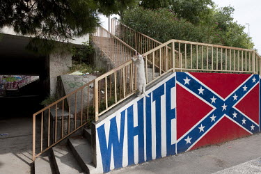 A white cat climbs on a wall above a mural on the outskirts of the city that features a Confederate flag.