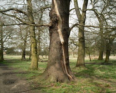 An oak tree bearing the scar from a past lightening strike stands among ancient deciduous trees in Bushy Park, Teddington.