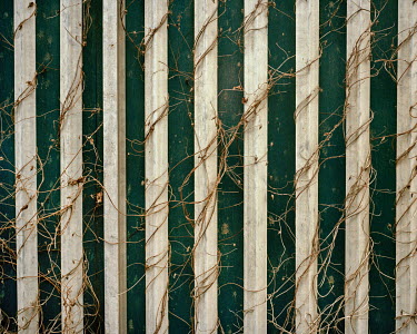 Vines entwine a fence in Crayford.